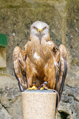 Greifvögel