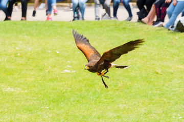 Greifvögel