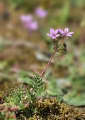 Gewöhnlicher Reiherschnabel, Erodium cicutarium, ganze Pflanze mit Blüte auf einer Trockenwiese