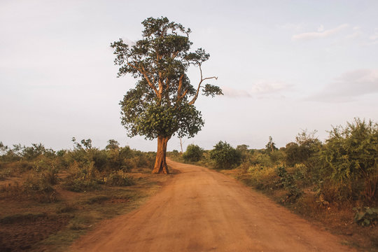 single tall in forest