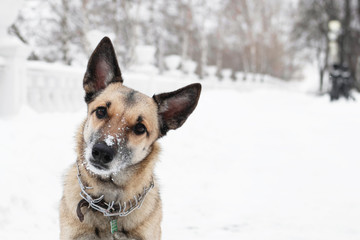 Brown and white short-haired mongrel dog is looking into the camera on a background of a winter snowy park.