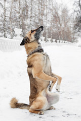 Brown and white short-haired mongrel dog on a background of a winter snowy park.