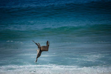 Fototapeta premium gaviota