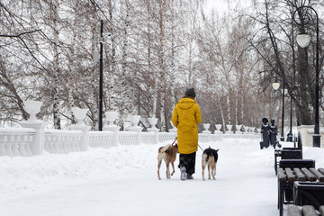 Fototapeta na wymiar Young woman is walking in a snowy winter park with her two dogs. Back view.