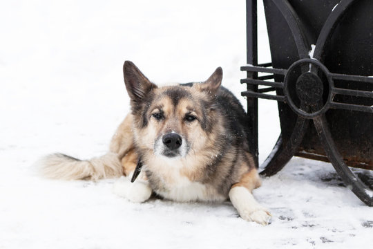 Homeless Mongrel Dog Near To An Urn And A Bench In A Winter Snowy Park.