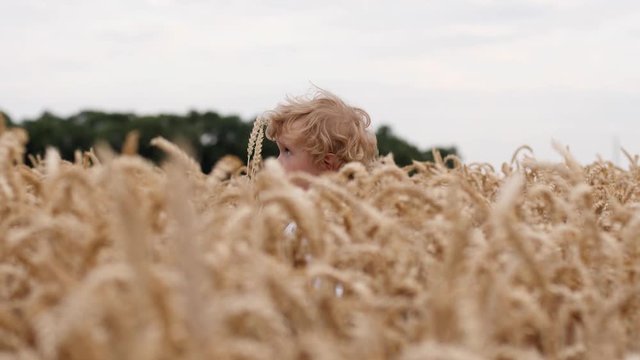 Cute child boy blonde curly hair walking in wheat field countryside nature ripe harvest