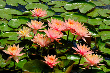 coral water lilies on the background of green leaves on the water surface of the river