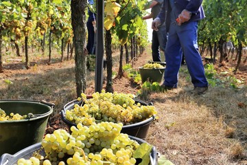 Harvesting grapes in grape yard