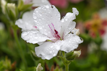 Pelargonium flower