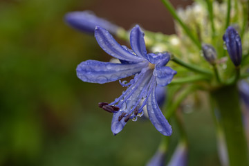 Agapanthus africanus Blue