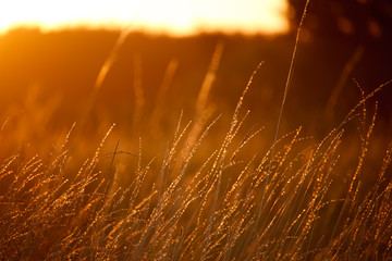 Landscape with a meadow of grass against the backdrop of a sunset, bright orange sun