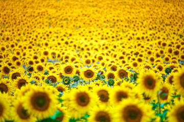 Infinite field with bright yellow blooming sunflowers, soft focus