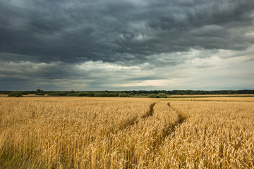 Wheel tracks in grain and cloudy sky