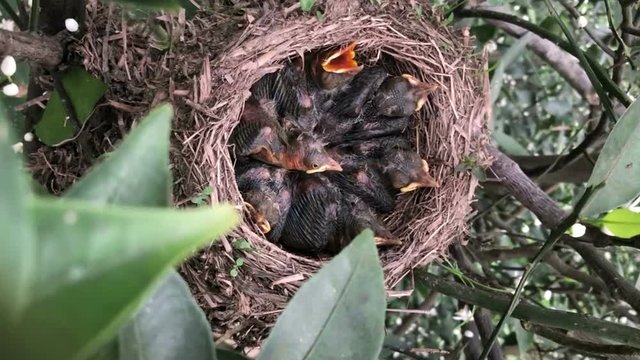 Mother bird feed babies background