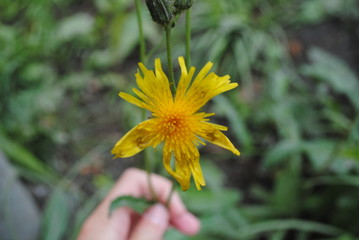 yellow flower in the garden