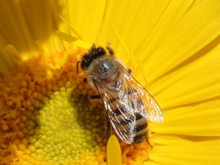 Honey Bee on a yellow flower