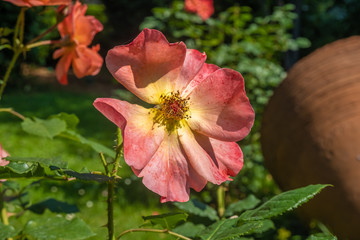Obraz premium Gorgeous late spring bloom in a garden in Plovdiv, Bulgaria