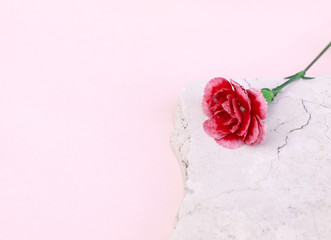 Red pink flower on light marble stone and light pink background. Copy space. 