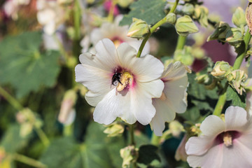white flowers in the garden
