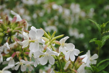 white flowers in garden
