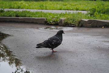 pigeons in the park