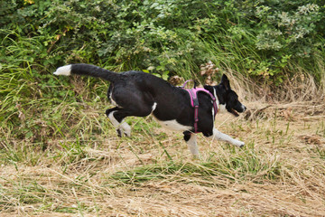 Cane Border Collie correndo nel prato