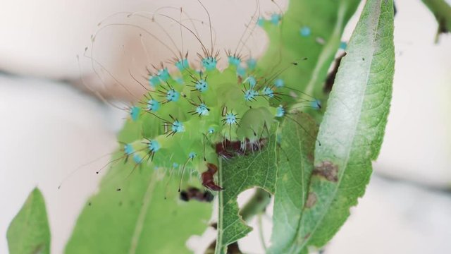 Macro shot of the head of a green big caterpillar feeding on a fresh almond leaf, fattening for its metamorphosis to a giant peacock moth, Saturnia Pyri, the largest European species.