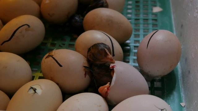 Small still wet newborns white and black chickens break the egg shell next to the eggs in home incubator on the farm