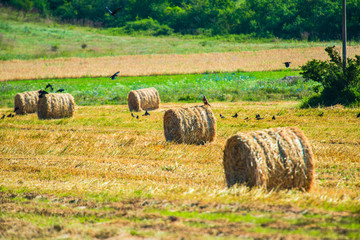 Straw bales on the field