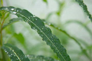 Ivan Chai. Narrow-leaved cypress blooms on the street in summer.