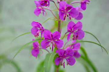 Fototapeta premium Ivan Chai. Narrow-leaved cypress blooms on the street in summer.