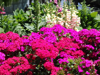 Purple flower outdoors in the sunshine