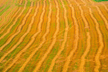Wheat cut field