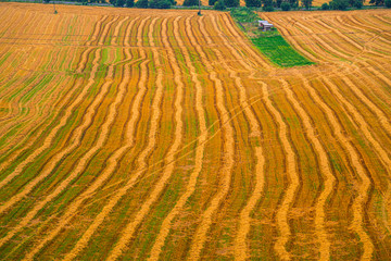 Wheat cut field