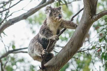 Nasser Koalabär Koala auf einem Eukalyptus Baum in Victoria Australien nach einem Regenschauer