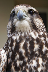 great horned falcon bird