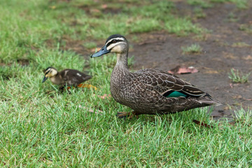 Eine Ente mit Jungtieren an der Great Ocean Raod in Australien