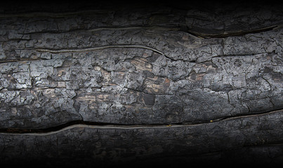 Charred trunk of a pine tree as a background.