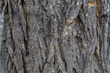Closeup Grayish Tree Bark Texture Useful for Background	 and Overlay