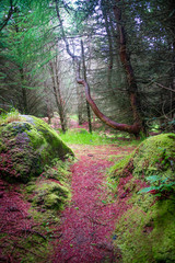 Magical fairytale forest with evergreen trees and hiking trails at Faroe Islands