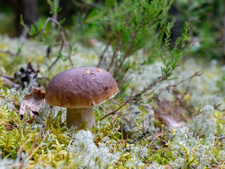 in forest mushroom with blur background 