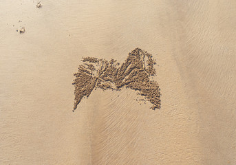 close up of  a crab trace in sand
