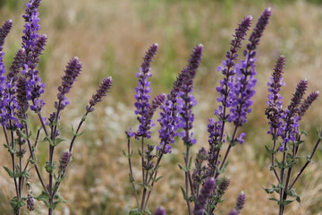 Summer flowers