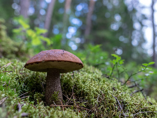in forest mushroom with blur background 
