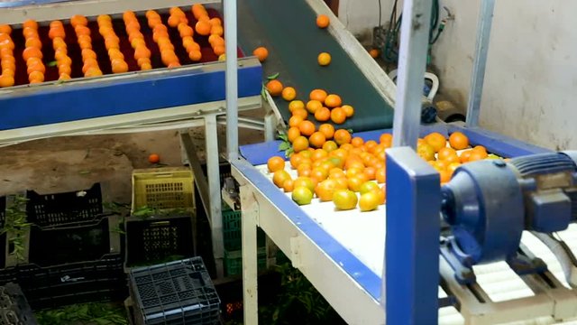 View of ripe mandarin oranges on conveyor belt of sorting production line