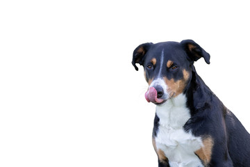 Adorable Dog Licking His Lips, white Background