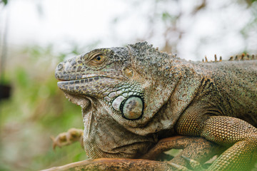 A huge elderly green iguana lies on a tree