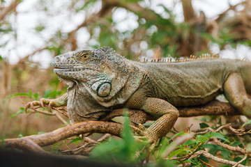 A huge elderly green iguana lies on a tree