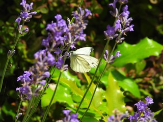 Butterfly among lavender flowers.