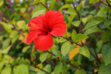 Hibiscus fragilis - Coast of mediterranean sea - Majorca